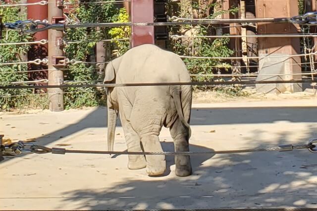 上野動物園の子象(ゾウ)「アルン」と母親の「ウタイ」