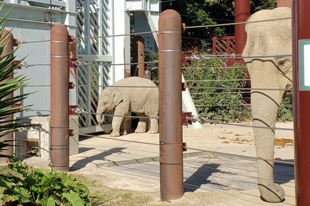 上野動物園の子象(ゾウ)「アルン」と母親の「ウタイ」