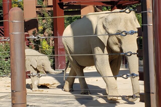 上野動物園の子象(ゾウ)「アルン」と母親の「ウタイ」