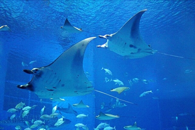 美ら海水族館の規模を英語で説明