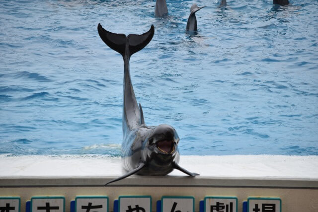 美ら海水族館の周りの施設を英語で説明