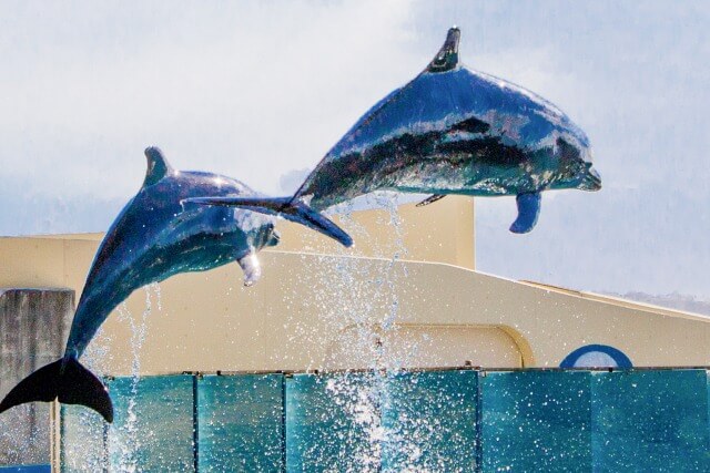 新江ノ島水族館を英語で説明