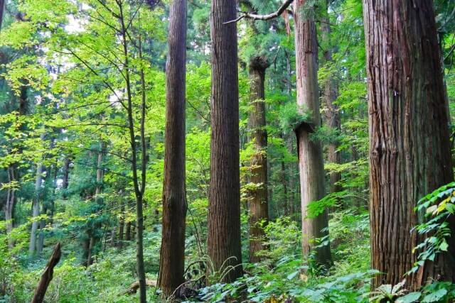 花粉症を英語で説明