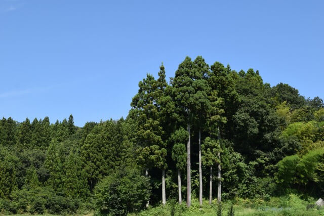 花粉症が起きる原因を英語で説明