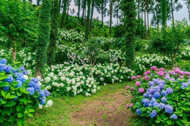 紫陽花(アジサイ)の種類と花の色