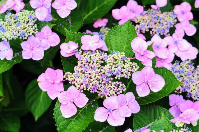 紫陽花(アジサイ)の英語のつづり(スペル)や発音(カタカナ)