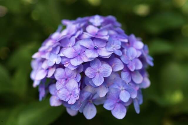 紫陽花(アジサイ)の種類を英語で説明