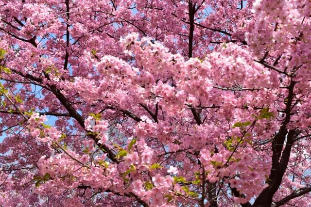 河津桜を英語で説明