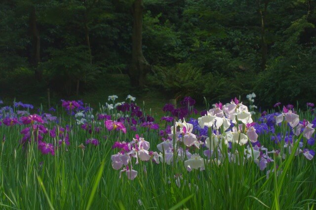 明治神宮の花菖蒲を英語で説明