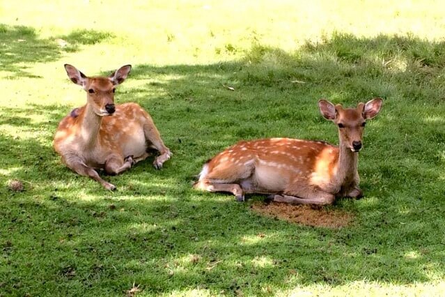 奈良公園を英語で説明