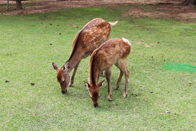 奈良公園の鹿を英語で説明