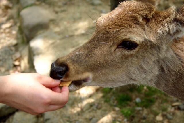 奈良公園の鹿せんべいの与え方を英語で説明