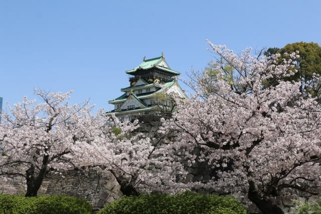 大阪城の桜を英語で説明