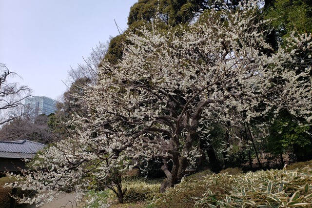 梅の木を英語で説明