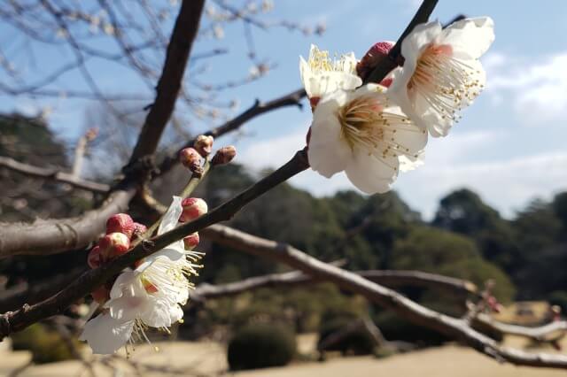 梅の花を英語で説明