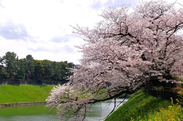 桜は英語でなんて言う？桜の英語の読み方（カタカナ）・発音・複数形