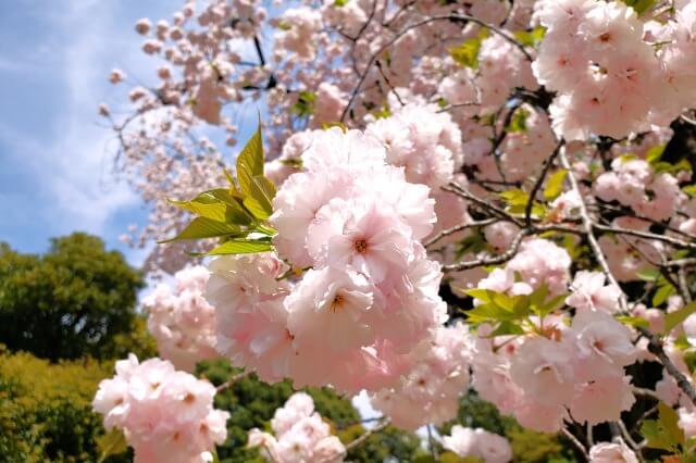 「桜が綺麗」「美しい桜」などを表す英語の表現