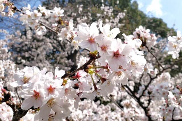 桜の季節を英語で説明