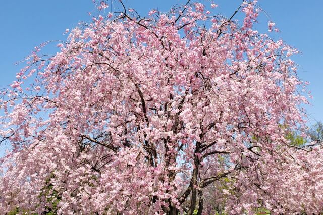 桜の種類を英語で説明｜ソメイヨシノ/河津桜/八重桜/枝垂桜/山桜/寒桜