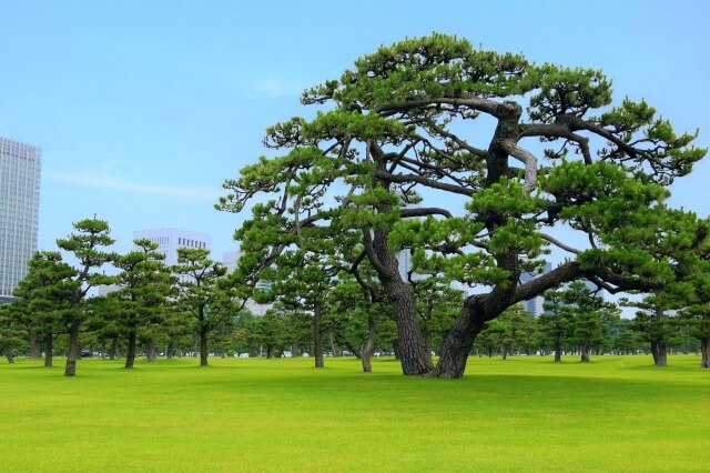 皇居外苑について英語で説明