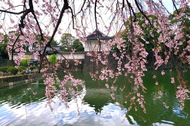 しだれ桜(枝垂桜/枝垂れ桜)を英語で説明