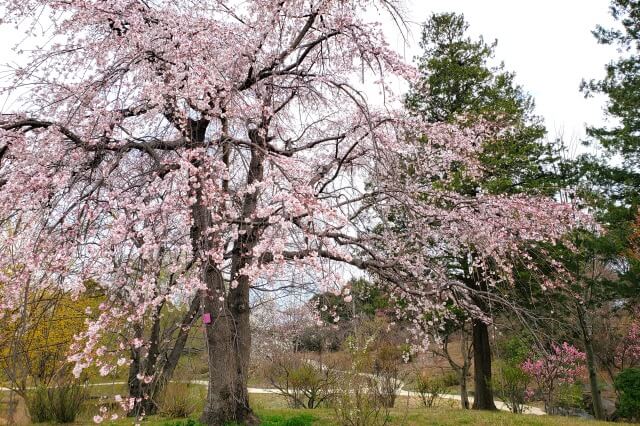 しだれ桜(枝垂桜/枝垂れ桜)の枝がしだれる理由を英語で説明