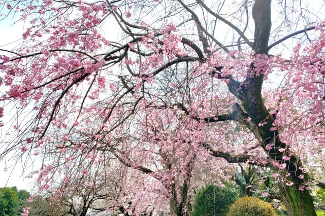 しだれ桜(枝垂桜/枝垂れ桜)の特徴を英語で説明