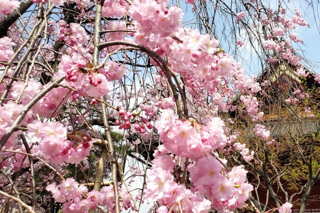 しだれ桜(枝垂桜/枝垂れ桜)の種類を英語で説明