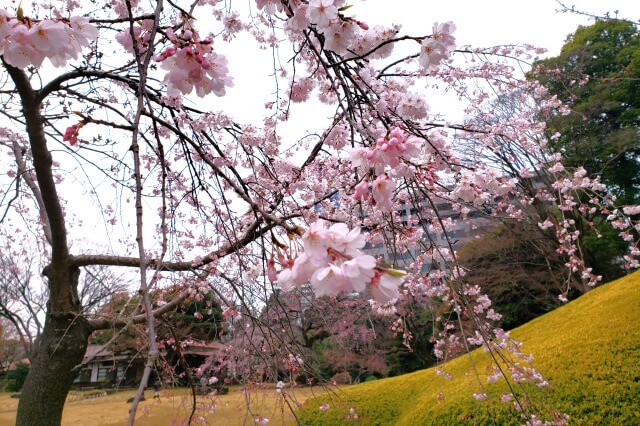 しだれ桜(枝垂桜/枝垂れ桜)の開花時期を英語で説明