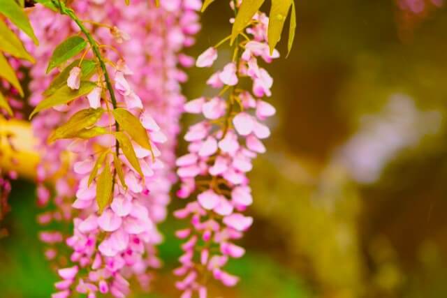 藤の花を英語で説明