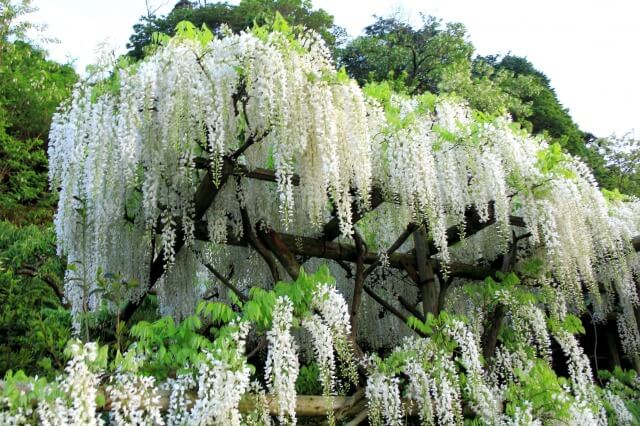 藤の花言葉を英語で説明