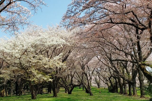 ソメイヨシノ(染井吉野)が一斉に開花する理由を英語で説明