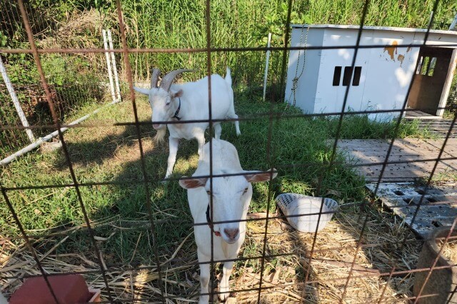 ザ・リスケープ宮古島のヤギ小屋