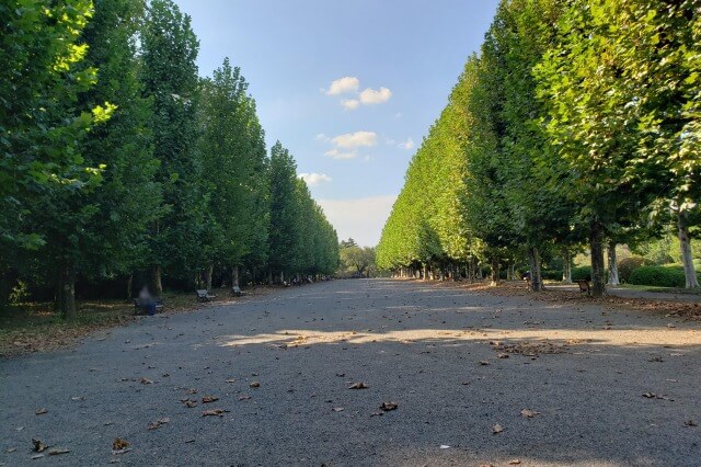 新宿御苑の整形式庭園｜プラタナス並木