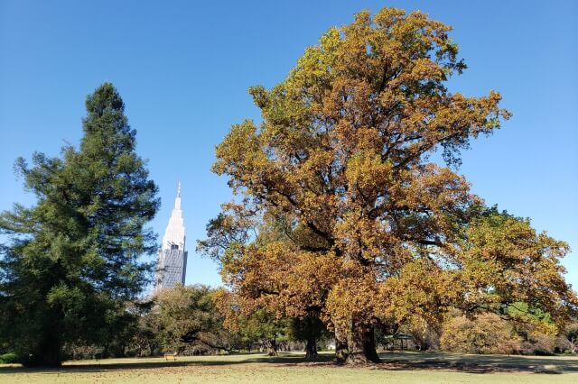 新宿御苑の風景式庭園｜シンボル・ツリー「ユリノキ」