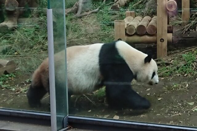 上野動物園のジャイアントパンダ