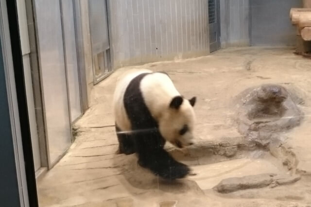 上野動物園のジャイアントパンダ｜パンダ舎の様子