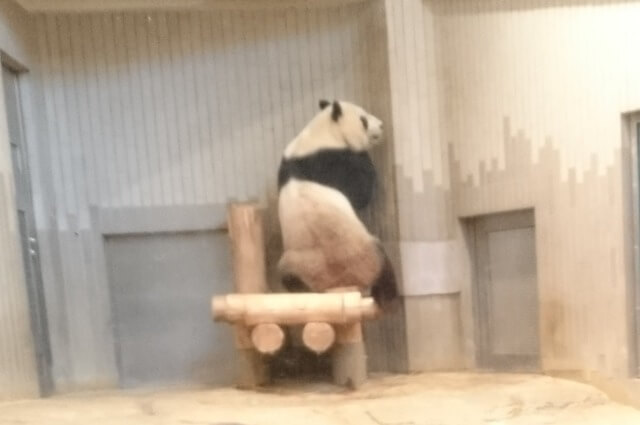 上野動物園のジャイアントパンダ｜パンダ舎の様子