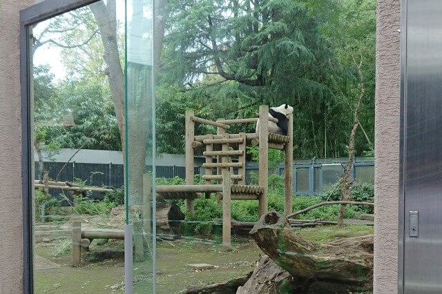 上野動物園のジャイアントパンダ｜パンダ舎の様子