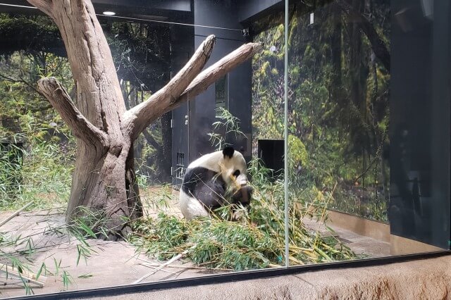 上野動物園のジャイアントパンダ｜パンダの森の様子