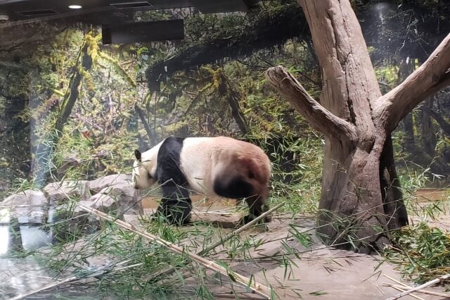 上野動物園のジャイアントパンダ｜パンダの森の様子