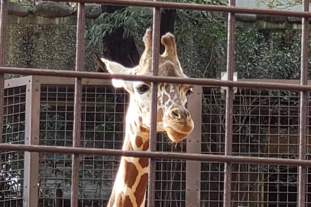 上野動物園のキリン