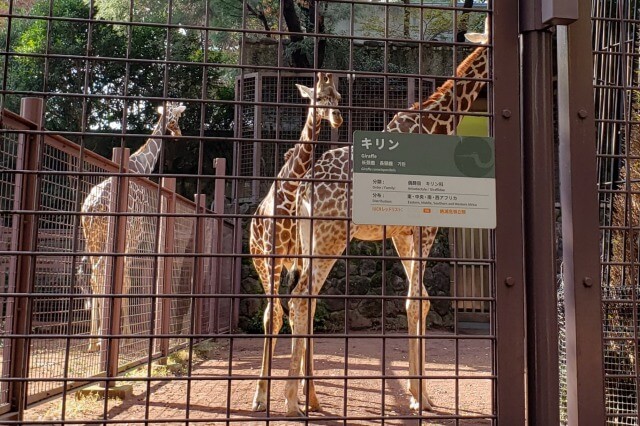 上野動物園のキリンのいる場所