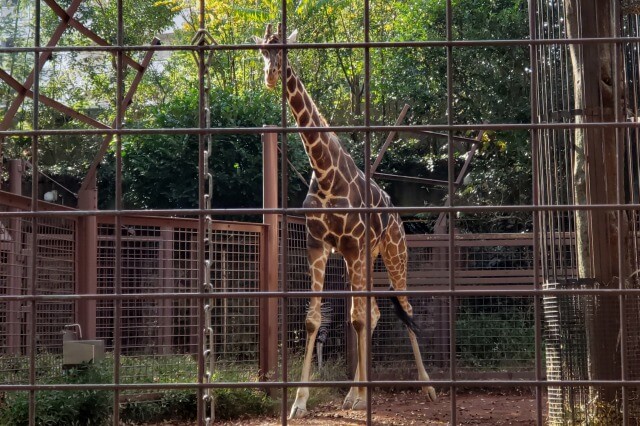 上野動物園のキリンの様子