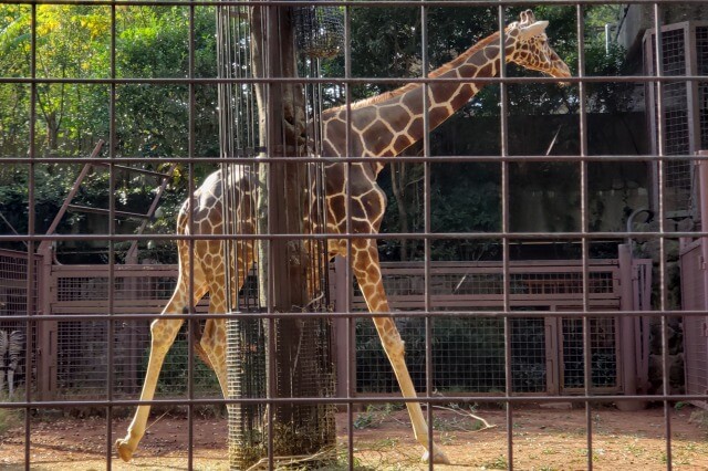 上野動物園のキリンの様子