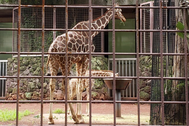 上野動物園のキリンの親子の名前は？