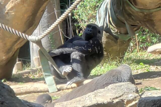 上野動物園のゴリラ｜ゴリラの森の様子