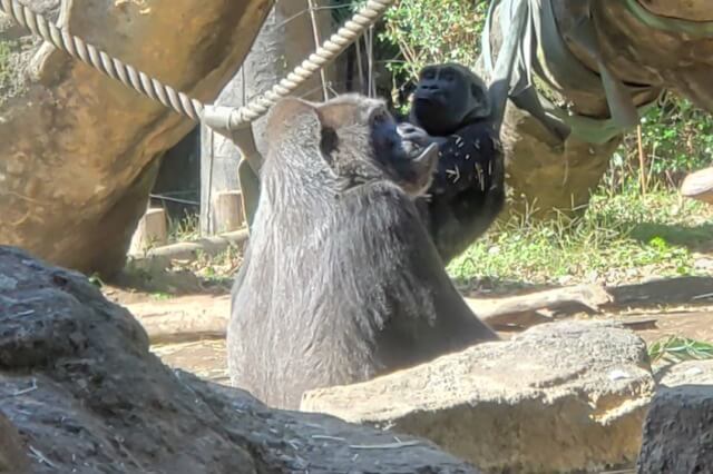 上野動物園のゴリラ｜ゴリラの森の様子