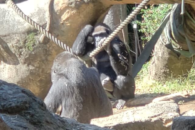 上野動物園のゴリラ｜ゴリラの森の様子