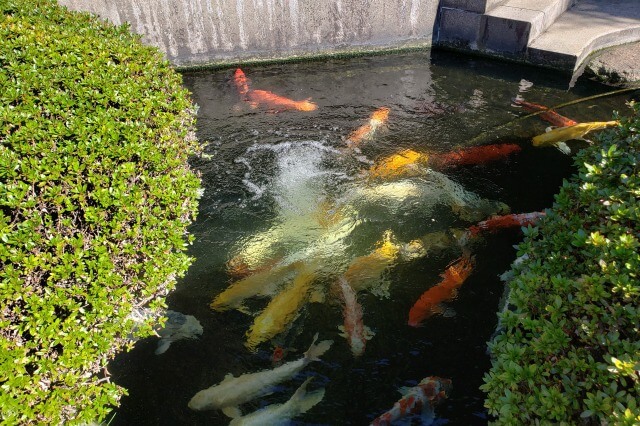 鳩山会館の庭園